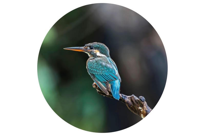 WallArt Tapetsirkel The Kingfisher 142,5 cm - Flerfarget - Innredning - Veggdekorasjon - Tapeter - Fototapeter