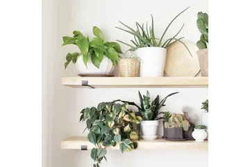 Wayte Vegghylle 60 cm i Tre med Metallstativ Svart/Eik - Svart / Eik - Oppbevaring - Hyller - Vegghylle