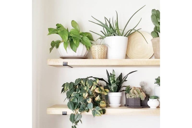 Wayte Vegghylle 60 cm i Tre med Metallstativ Svart/Eik - Svart / Eik - Oppbevaring - Hyller - Vegghylle