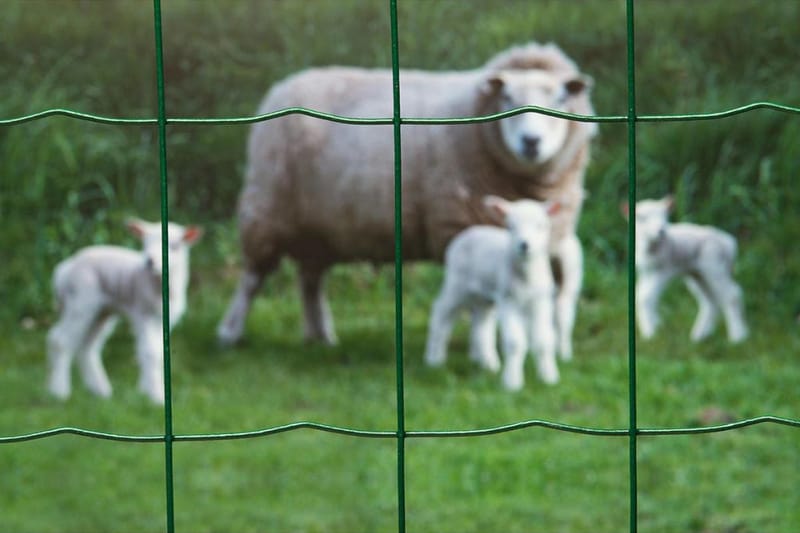Nature Gjerdenetting rektangulr 0,6x10m plastbelagt stål - Sport & fritid - Til dyrene