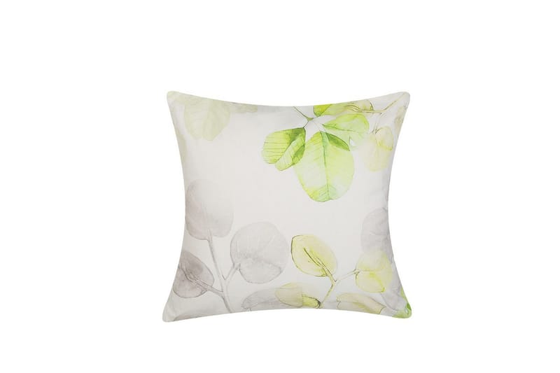 Pynteputer Peperomia, undefined