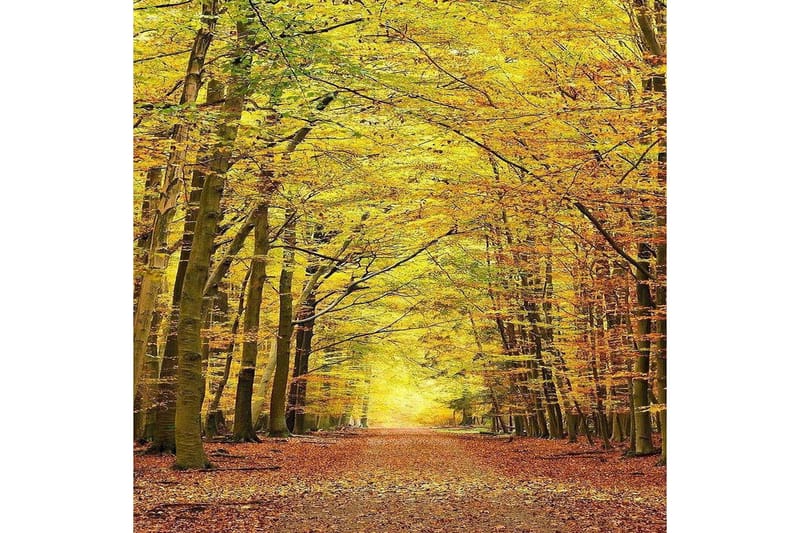 Matte (100x150) Homefesto 5 - Flerfarget - Tekstiler - Tepper & Matter - Orientalske tepper