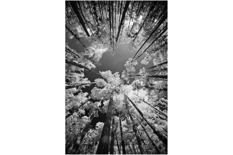 Matte (140 x 220) Homefesto - Bomull - Flerfarget/Fløyel - Tekstiler - Tepper & Matter - Orientalske tepper