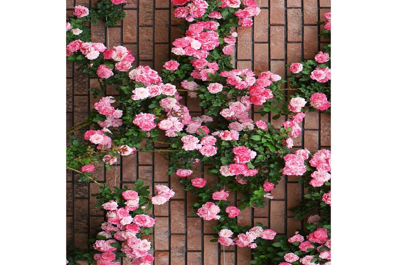 Matte (140x220) Homefesto 5 - Flerfarget - Tekstiler - Tepper & Matter - Orientalske tepper