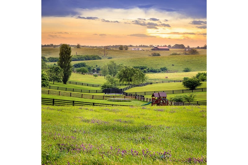 Matte (80 x 150) Homefesto 5 - Flerfarget - Tekstiler - Tepper & Matter - Orientalske tepper